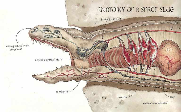 anatomie Exogorth